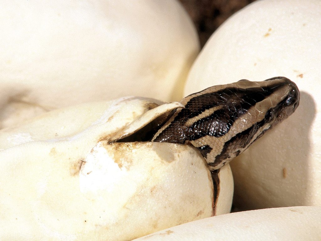 Burmese Python, Southeast Asia